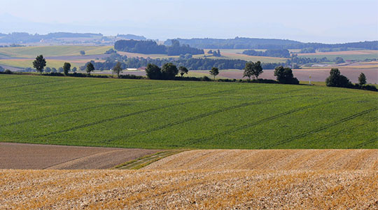 Landschaft mit Feldern und Bäumen